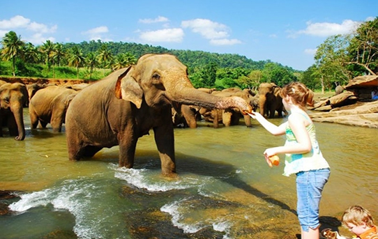 4 days Colombo – Kandy – Colombo
